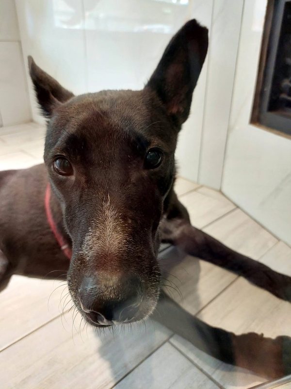 2020 黑狗大頭照