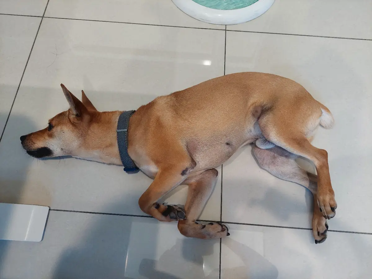 志強在地板側躺，抬頭看著我。