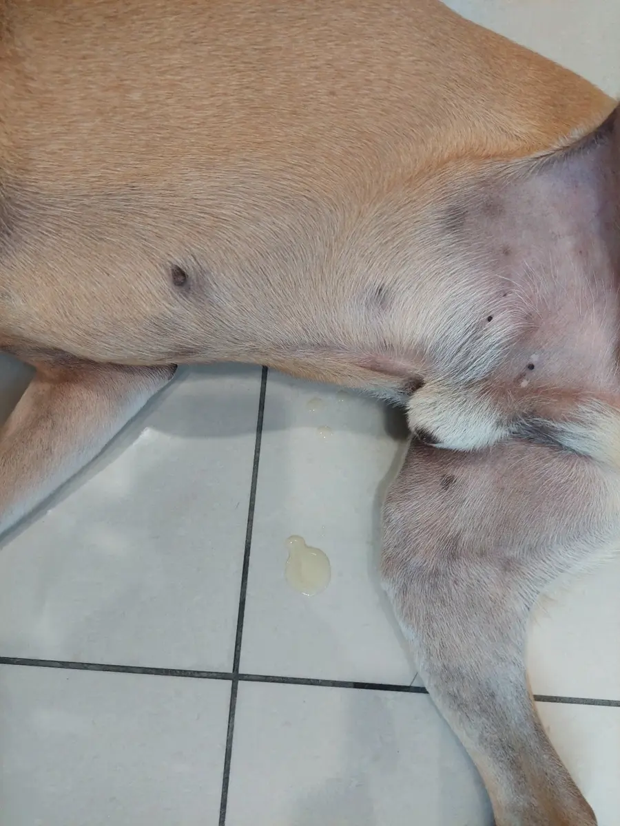 近距離可看到志強大腿內側旁邊的數滴淡黃色液體。