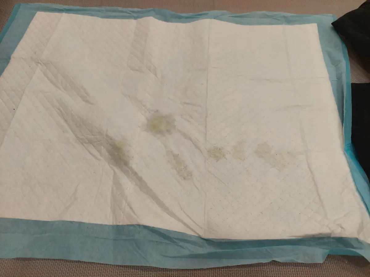 鋪在行軍床上的尿墊留有分散的淡黃色尿痕。