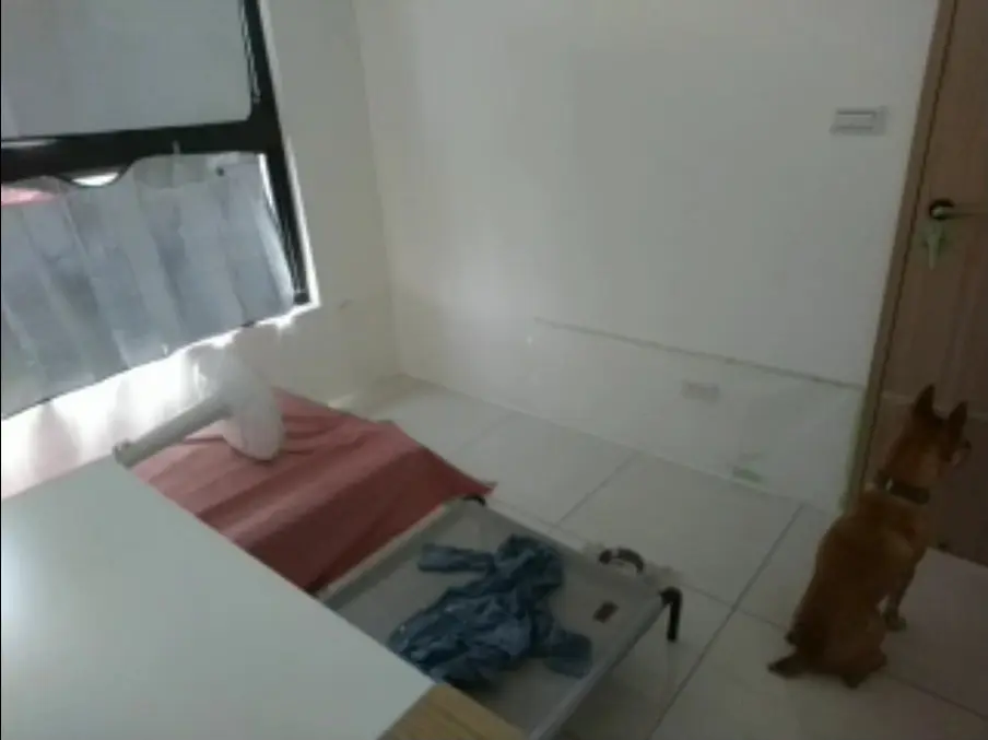 志強靠近房門坐下，耳朵豎起並朝向門口。