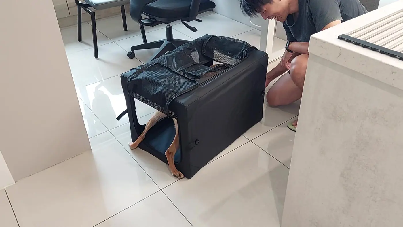 我以雞胸肉引導時，志強前半身已進入運輸箱，後腿仍留在入口外