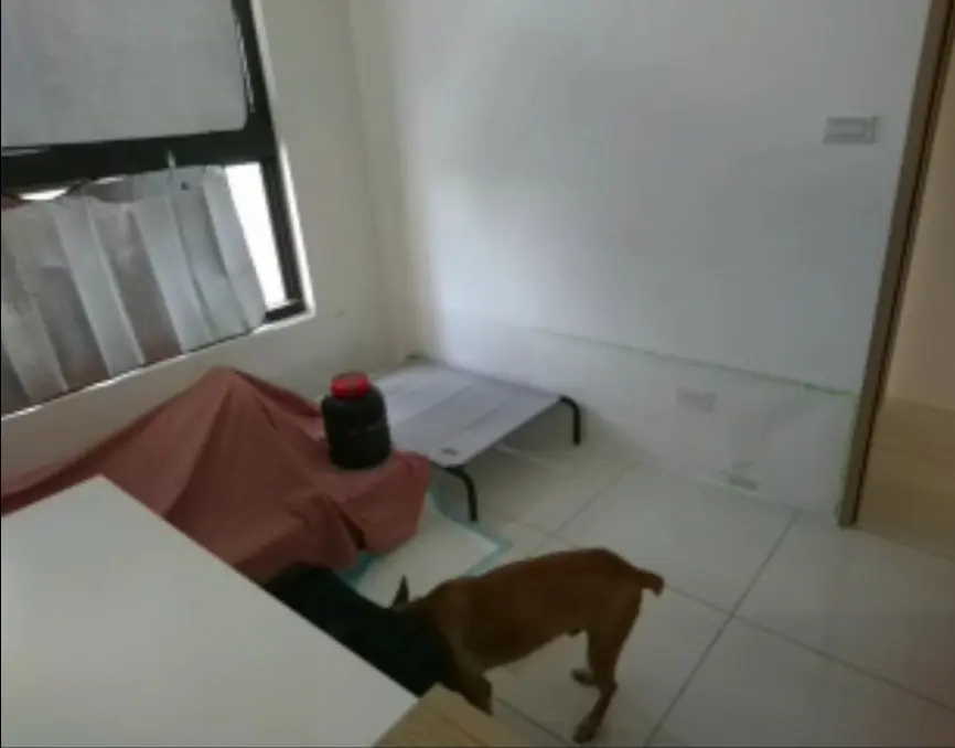 監視器中，志強回到運輸箱前低頭探索