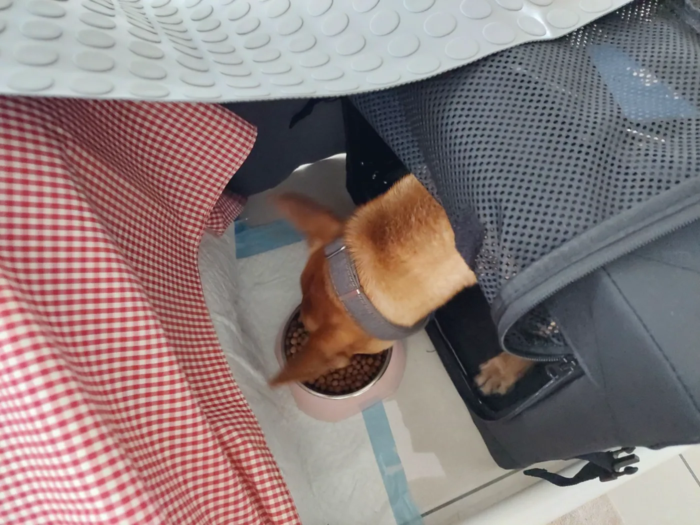 早餐俯拍：志強多數身體仍在運輸箱內，狗頭從側邊開口伸出，對箱外食碗取食。